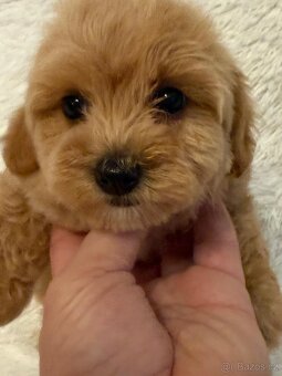 Maltipoo - 8