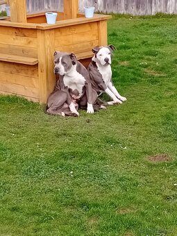 Štěňata Americký stafordšířský teriér - 8