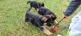 Štěně německý ovčák s PP - 8