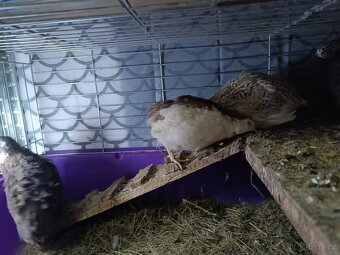 Násadová vejce křepelky - 8