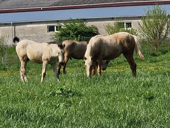 Připouštení P.R.E. hřebcem - inseminačně - 8