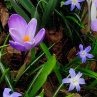 PARDUBICE Přelouč SKALNIČKY Delosperma Kosmatec... 3za 60Kč - 8