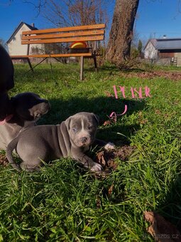 🐾 Americký stafordšírský teriér – modrá štěňátka Bibi a Oli - 8