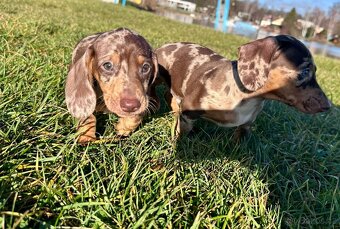 Trpasličí jezevčík Čoko Merle - 8