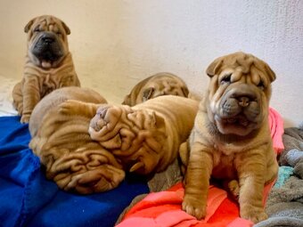 Sharpei , šarpej - 8