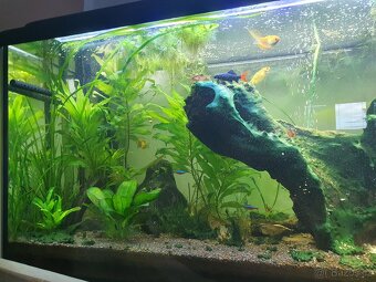 Kompletní akvarium 200 l - 8