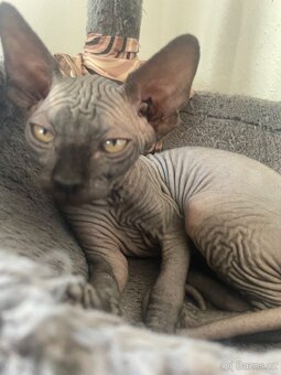 Kočičky Sphynx - 8