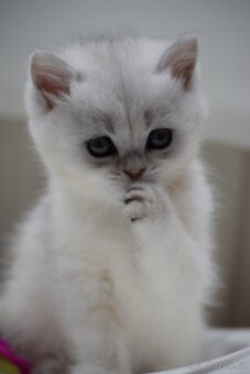 Britská koťata s PP - 8