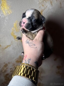 ✨Francouzský buldoček✨ - 8