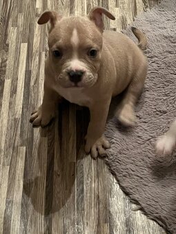 American bully - 8