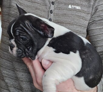 Francouzský buldoček - 8