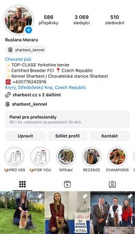 Jorkšírsky teriér s PP FCI, kluk - 8