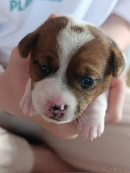 štěňata Jack Russell teriéra s PP - 8