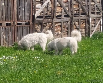 Slovenský čuvač bez PP - 8