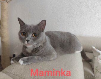 Britská modrá krátkosrstá koťátka - 8