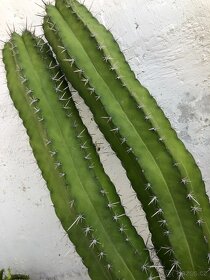 Různě velké kaktusy a sukulenty - 8