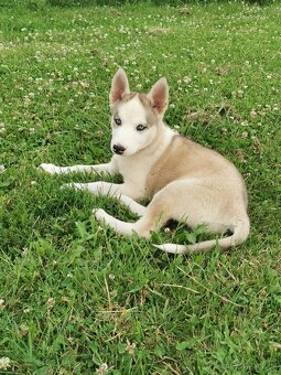 Sibiřský Husky - štěňátka - 8