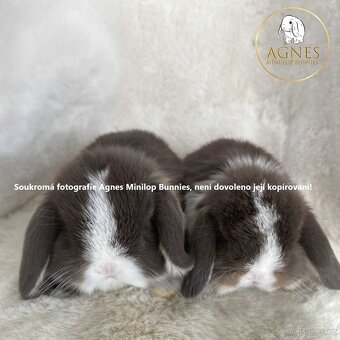 Minilop zakrslý beránek králík z chovné stanice - 8