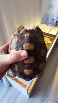 Suchozemské želvy - 8