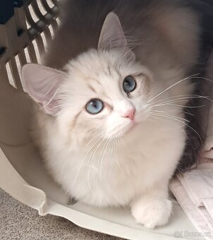 Kočička  ragdoll s PP - 8