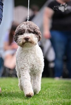 Lagotto romagnolo s PP - volný poslední pejsek- - 8