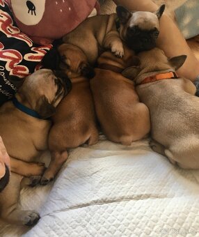 Francouzský buldoček s PP - 8