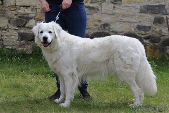 Slovenský čuvač - štěňátka s PP - 8