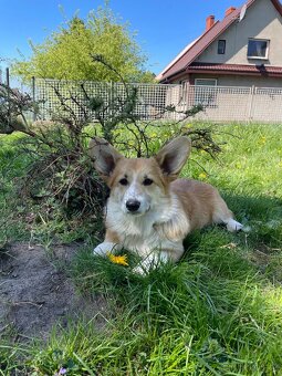 corgi pembrok sPP - 8