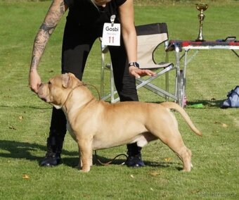 AMERICAN BULLY POCKET KRYTÍ - 8