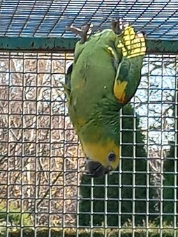 Amazoňan modročelý - 8