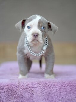 American Bully XL / XXL - 8
