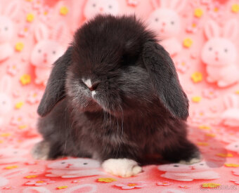 Zakrslí beránci NHD . - 8