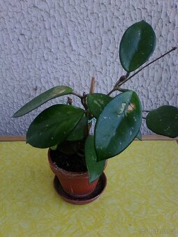 Pokojové květiny - 8