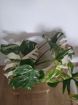 Monstera Albo Variegata - 8