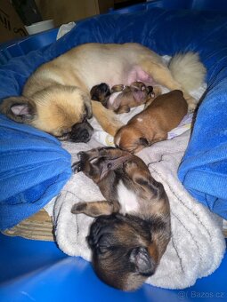 Štěňata kříženci Tibetského španěla a Jack Russella - 8