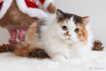 Britská koťátka s PP - 8