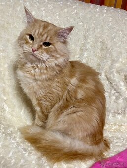 Sibiřská kočka a kocour 1,5 roku s PP - 8