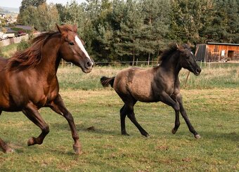 Krásná Grullo Klisna - 8