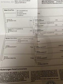 3 letá oldenburská klisna - 8