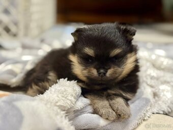 Pomeranian - luxusní štěňátka - 8