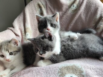 Britská koťátka modrá bicolor - 8