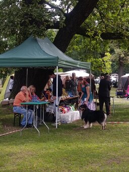 Austrálsky ovčák/krytie/ - 8