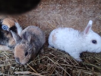 Zakrslí králíčci - 8