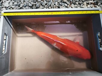 KOI kapr cca 50cm - 8