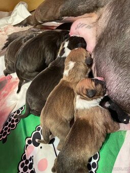 🐾 Americký stafordširský teriér – štěňátka s PP k rezervaci - 8