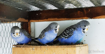 Andulka vlnkovaná 2025 po výstavních rodičích - 8