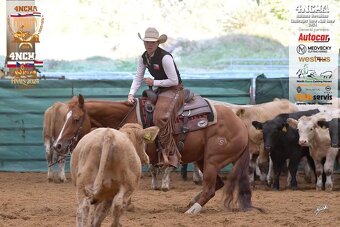 Dvouletý valach QH cutting - 8