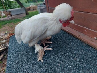 Vlaška exchequer, leghorn a bregovská dzinka - 8