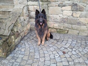 Německý ovčák dlouhosrstý -krytí - 8