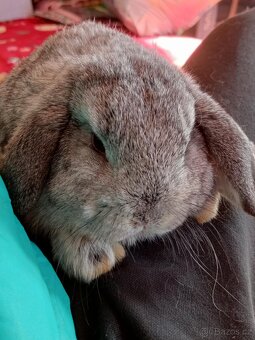 Samička Zakrslý Beránek MiniLop ❤️ - 8